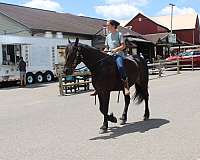 trail-riding-friesian-horse