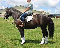 team-driving-friesian-horse