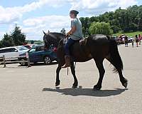 western-pleasure-friesian-horse