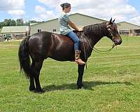 black-friesian-gelding