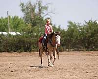 bay-white-tobiano-quarter-pony