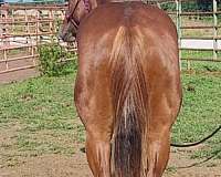 aqha-quarter-horse