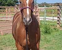 filly-quarter-horse