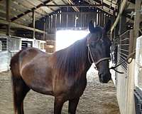 tennessee-walking-horse