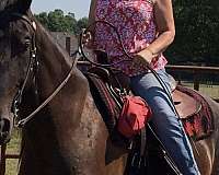 tennessee-walking-horse-for-sale