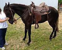 black-gaited-horse