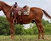 beginner-safe-quarter-horse