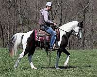 beginner-safe-tennessee-walking-horse