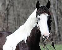 ranch-work-tennessee-walking-horse