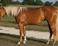 ranch-work-quarter-horse