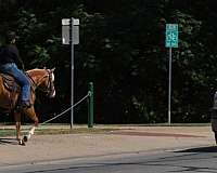 husband-safe-quarter-horse