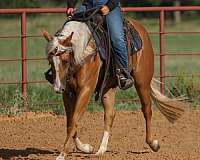 ranch-quarter-horse