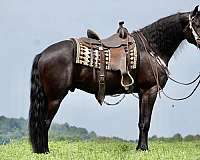 black-none-horse