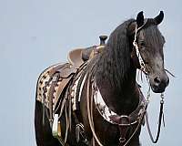 friesian-sport-horse