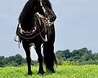 draft-friesian-horse