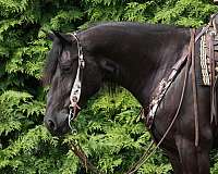 trick-friesian-horse