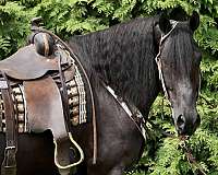 all-around-friesian-horse