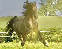 athletic-friesian-horse