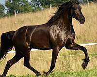 beginner-friesian-horse