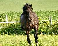 experienced-friesian-horse