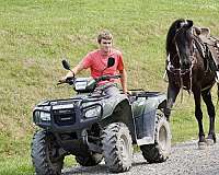 flashy-friesian-horse