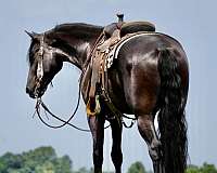 kid-safe-friesian-horse