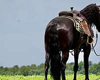 ranch-friesian-horse