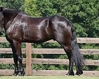 ranch-versatility-friesian-horse