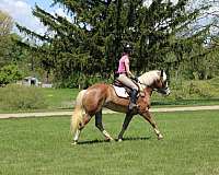 draft-haflinger-horse