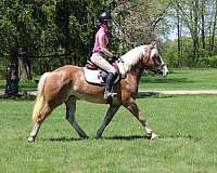 jumps-haflinger-horse