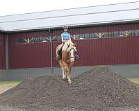 sorrel-haflinger-horse