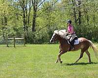 trail-haflinger-horse