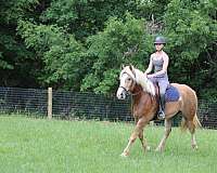 all-around-haflinger-horse