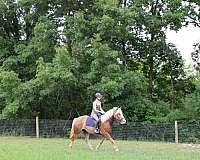 athletic-haflinger-horse