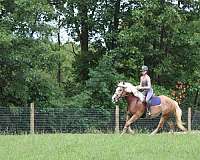 beginner-haflinger-horse