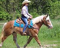 experienced-haflinger-horse