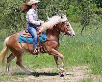 flashy-haflinger-horse