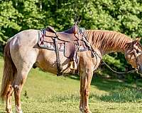 beginner-safe-quarter-horse