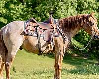 ranch-work-quarter-horse