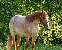 red-roan-blaze-horse