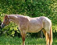 all-around-quarter-horse