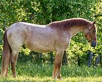 athletic-quarter-horse