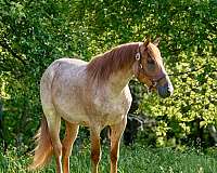 trail-quarter-horse