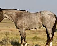 quarter-horse