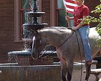 family-horse-quarter