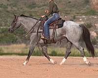 trail-quarter-horse