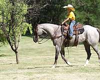 all-around-quarter-horse