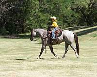 husband-safe-quarter-horse