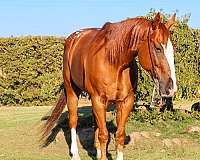 gypsy-vanner-horse