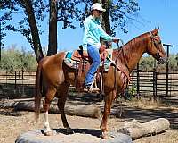 family-safe-gypsy-vanner-horse